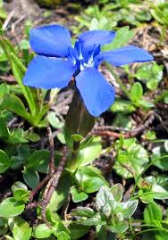 Image result for Gentianaceae