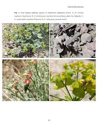 Image result for Euphorbia polycnemoides