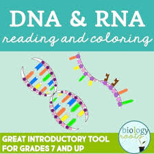 To pass genetic information on to new generations of cells. Dna Rna Reading And Coloring Activity Supports Distance Learning