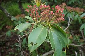 A good choice for patio areas, it is very clean and grows slowly to 15 feet tall and wide. What S Wrong With My Mountain Laurel Troubleshooting Mountain Laurel Issues