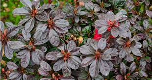 Color All Year With Encore Azalea Azaleas Color Foliage