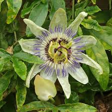 Image result for Passiflora caerulea