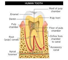 Human Tooth Structure