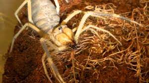 Unlike spiders, camel spiders breathe with a trachea, which allows for fast oxygen intake and helps them move quickly. Angry Camel Spider Youtube