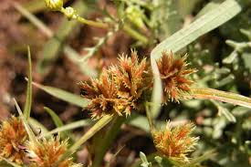 Image result for Cyperus tenuispica