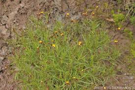 Image result for Octolepis