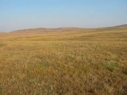 Image result for Chamaeclitandra henriquesiana