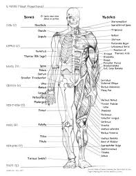 Usually derived from latin, a muscle's name often tells you something about the many muscle names indicate the muscle's location. Tutorial Page Anatomy Bones Body Anatomy Human Bones Anatomy