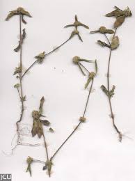 Image result for Mitracarpus