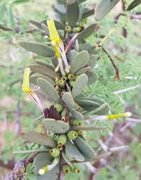 Image result for Agelanthus