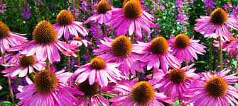 Zomerbloeiers plant je nadat het gevaar voor nachtvorst is geweken. 11 Zomerbloeiers Voor Een Uitbundige Bloemenzee In De Tuin Max Vandaag