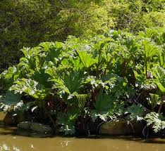 Image result for Gunnera perpensa