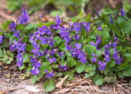 You can identify this groundcover weed by its scalloped leaves and clusters of purple flowers in late spring. Identifying 9 Common Lawn Weeds
