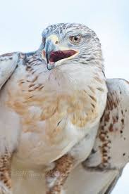 Birds Of Prey Pictures And Names Ferruginous Hawk Photographer S Name Nancy Nehring Photographer S City And State Sunnyvale Ca Birds Of Prey Hawk Bird Beautiful Birds