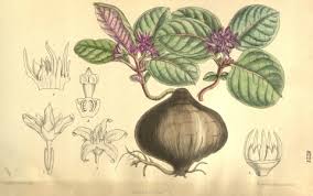 Image result for Raphionacme