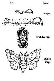 Metamorfosis De La Mariposa Resumido Ciencia Y Educac En Taringa