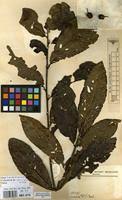 Image result for Hugonia platysepala