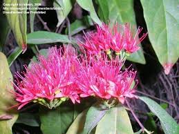 Image result for Combretum mkuzense