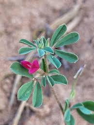 Image result for Lotus namulensis