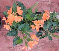 There is a lot of value in mixed perennial containers, which are often ideal for anyone who likes changing their containers seasonally. 20 Permanent Flowering Plants In India That Live All Year Perennials