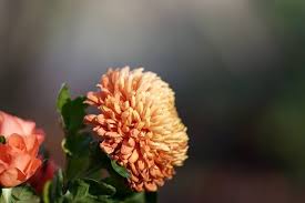 The poppy came to represent the immeasurable sacrifice made by his comrades. 10 Flowers That Represent Sadness