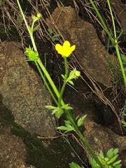 Image result for Ranunculus multifidus