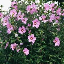Image result for Hibiscus meyeri
