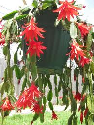 The photo shows a saguaro cactus which grows in the desert and is abundant in parts of the united states. Hatiora Gaertneri Easter Cactus Img 0475 Hatiora Gaertneri Easter Cactus Holiday Cactus