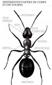 La Fourmi Fourmis Les Petites Betes Insectes