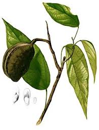 Image result for Pterygota
