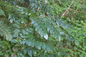 Image result for Maerua nervosa