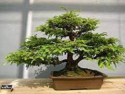 I plan to bonsai them, since i don't really have the need or space for a 300ft tree. Google Image Result For Http Home And Gardening Info Wp Content Uploads 2010 Bonsai Tree Bonsai Tree Types Japanese Bonsai