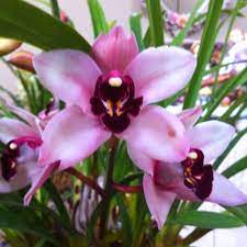 Purple Pink Pink Orchids Orchids Beautiful Flowers