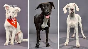 We did not find results for: The 2021 Puppy Bowl Is Coming See Some Of The Cutest Contenders People Com