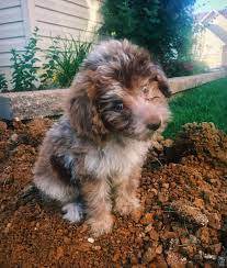 Chocolate Red Merle Aussiedoodle Aussiepoo Australian Shepard Poodle First Gen F1 Mini Aussiedoodle Fluffy Dogs Pretty Dogs