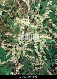 Image result for Rumex sagittatus