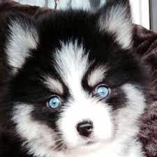 Pomsky Blue Eyes Pomsky Puppy Training Pomsky Pals Pomsky Puppies Puppies With Blue Eyes Cute Baby Animals