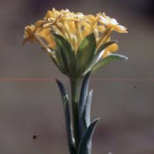 Image result for Gnidia kraussiana