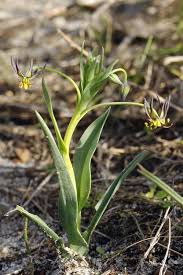 Image result for Ornithoglossum viride