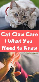Cat Claw Care What You Need To Know Oliveknows Cat Claws Cats Cat Safety