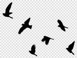 Pigeon Silhouette Transparent Background Png Cliparts Free Download Hiclipart Dove flying silhouette from animals and birds. pigeon silhouette transparent