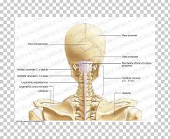 This diagram depicts head and neck.human anatomy diagrams show internal organs, cells, systems, conditions, symptoms and sickness information and/or tips for healthy living. Head And Neck Anatomy Cervical Vertebrae Bone Png Clipart Anatomy Atlantooccipital Joint Atlas Axis Bone Free