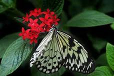 The Life Cycle of the butterfly: for children