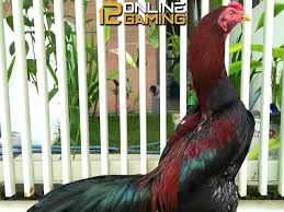 Tapi jika diamati ekor dan sayap cukup banyak warna putih dan kemungkinan ada sedikit warna. Tips Agar Bulu Ayam Bangkok Tetap Terlihat Cerah Bulu Ayam Bangkok