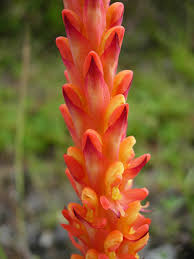 Image result for Disa cryptantha