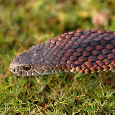 Image result for Light Orange 1986 Copperheat