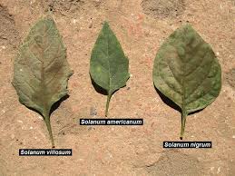 Image result for Solanum americanum