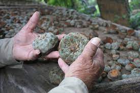 Many of the newer synthetic compounds (designer drugs) have been produced, usually based on some other drugs, including marijuana, also have hallucinogenic properties. In The Only State Where Selling Peyote Is Legal The Cactus Is Threatened And Still Controversial Texas Standard