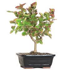 All the materials are available to start growing your bonsai immediately. Crepe Myrtle Bonsai