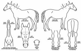 Godolphin Kids Colours And Markings